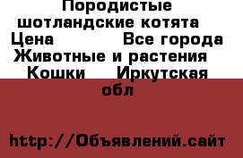 Породистые шотландские котята. › Цена ­ 5 000 - Все города Животные и растения » Кошки   . Иркутская обл.